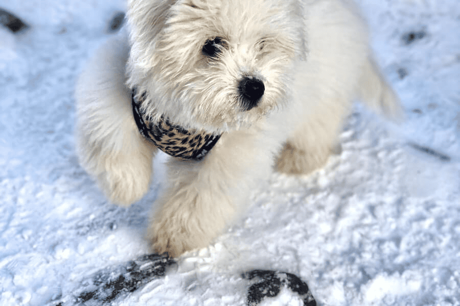 Paracord manufacturer: a white puppy bound in a black leash.