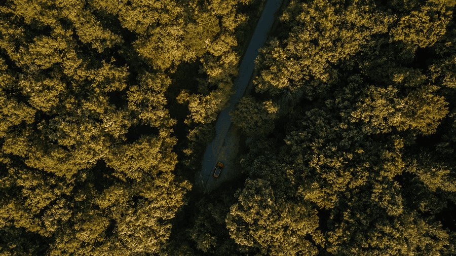 What Is the Best Rope for Tree Cutting? (Nylon Rope Bulk Suppliers, Tree Cutting Ropes, and More) 2 Nylon rope manufacturer