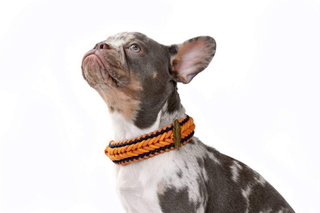 Paracord manufacturer: A French bulldog wearing an orange paracord collar.